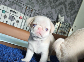 Beautiful Pink Pug puppies for sale