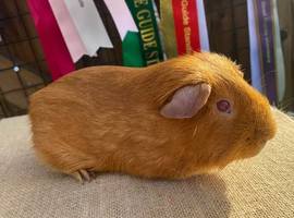 **RESERVED** PEG Boar (Pink Eyed Golden)