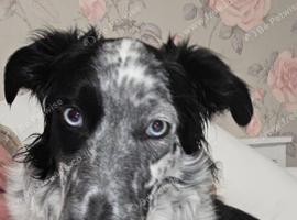 Collie Bitch for sale