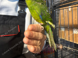 Hand reared baby