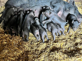 21 piglets for sale