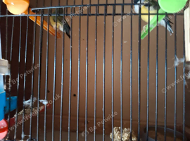 6 Finch birds