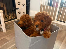 ️Deep Red Toy Poodle