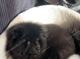 Sweet Girl Willow