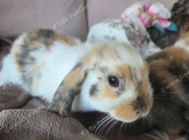 Baby mini lop girls