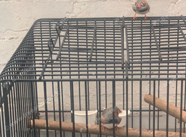 male finches with a cage