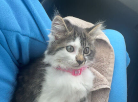 Girl kitten