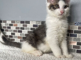 Friendly kittens