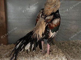 Aseel and Oxford old English game birds for sale
