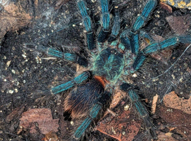 Tarantulas for sale
