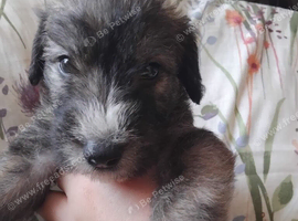 Bedlington cross lurcher pups