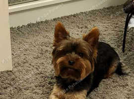 For stud only Yorkshire Terrier boy
