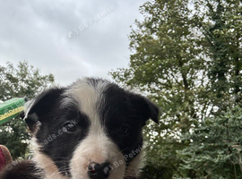 Collie pups from working parents