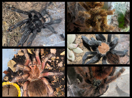 Mixed Tarantulas with enclosures - Suntiger , Versicolor, OBT, Red Rump, Purple Bloom and more