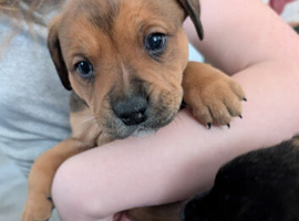 Pup for sale