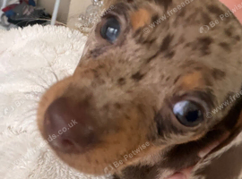 9 week old dapple girl.