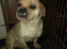 Male chug