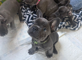 French bulldog puppy
