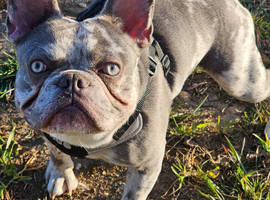 Blue Merle Stud - French Bulldog Pedigree