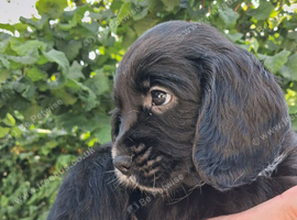3 stunning kc registered Cocker spaniel puppies left