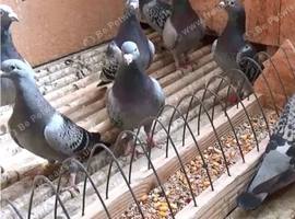 Racing pigeons