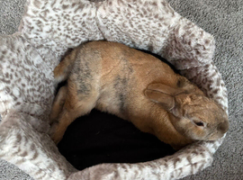 3 year old female rabbit
