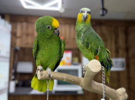Amazon parrot