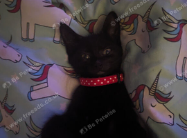 Cat needing a home