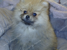 Pomeranian puppies