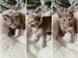 Kitten