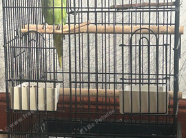 Zazu the Indian ringneck