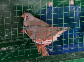 Pair of zebra finch
