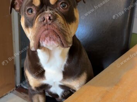 Olde English Bulldog