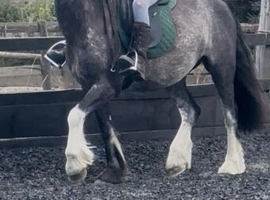 Blagdon Welsh cob