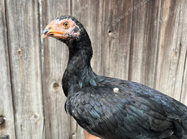 Black aseel x hint /shamo