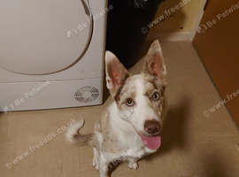 Red merle female collie