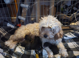 3 beautiful cavapoochon x jorkie puppies