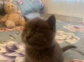 Russian Blue