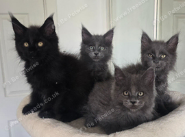 Maine coon kittens