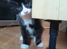 Kitten for rehoming