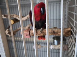 Eclutus parrot female