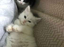 2 beautiful kittens for sale