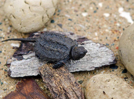 Baby Snapping Turtle Wanted