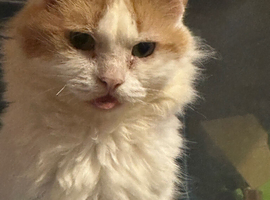 Male ginger and white long hair