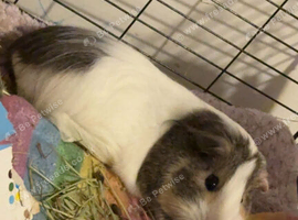 2 girl guinea pigs