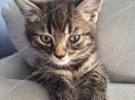 Last male bangal x tabby/maine coon 11weeks old