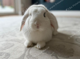 English lop white/beige bunny
