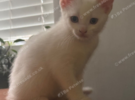 Kittens looking for forever home