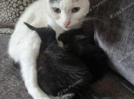 2 kittens for sale
