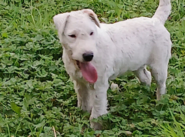 Male  white lakeland